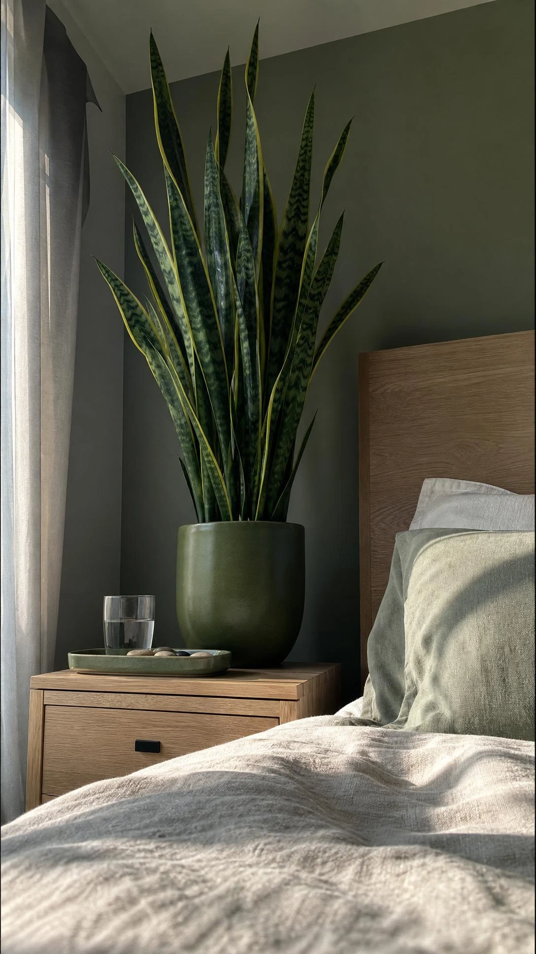 Tall snake plant in a sage-green ceramic pot on a wood nightstand, photographed from floor level to emphasize its air-purifying height beside a bedroom bed