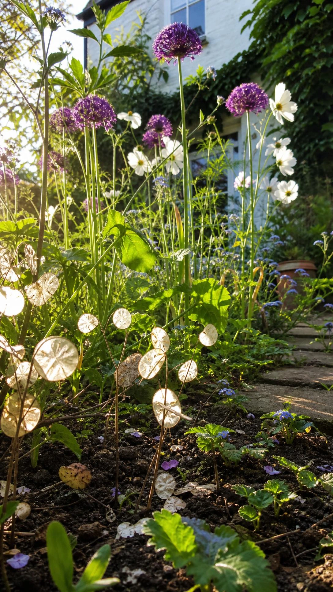 Purple allium, white cosmos, and blue forget-me-nots filling gaps between stepping stones in a small cottage garden, shot from soil level looking up
