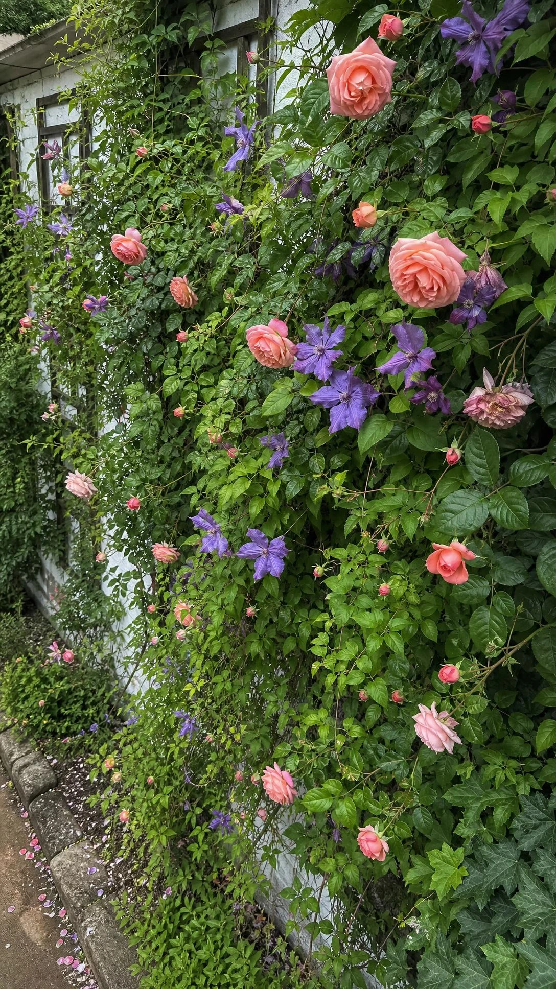Lush vertical garden wall covered in climbing plants on a small house exterior, showing how trellis panels maximize greenery in minimal ground space