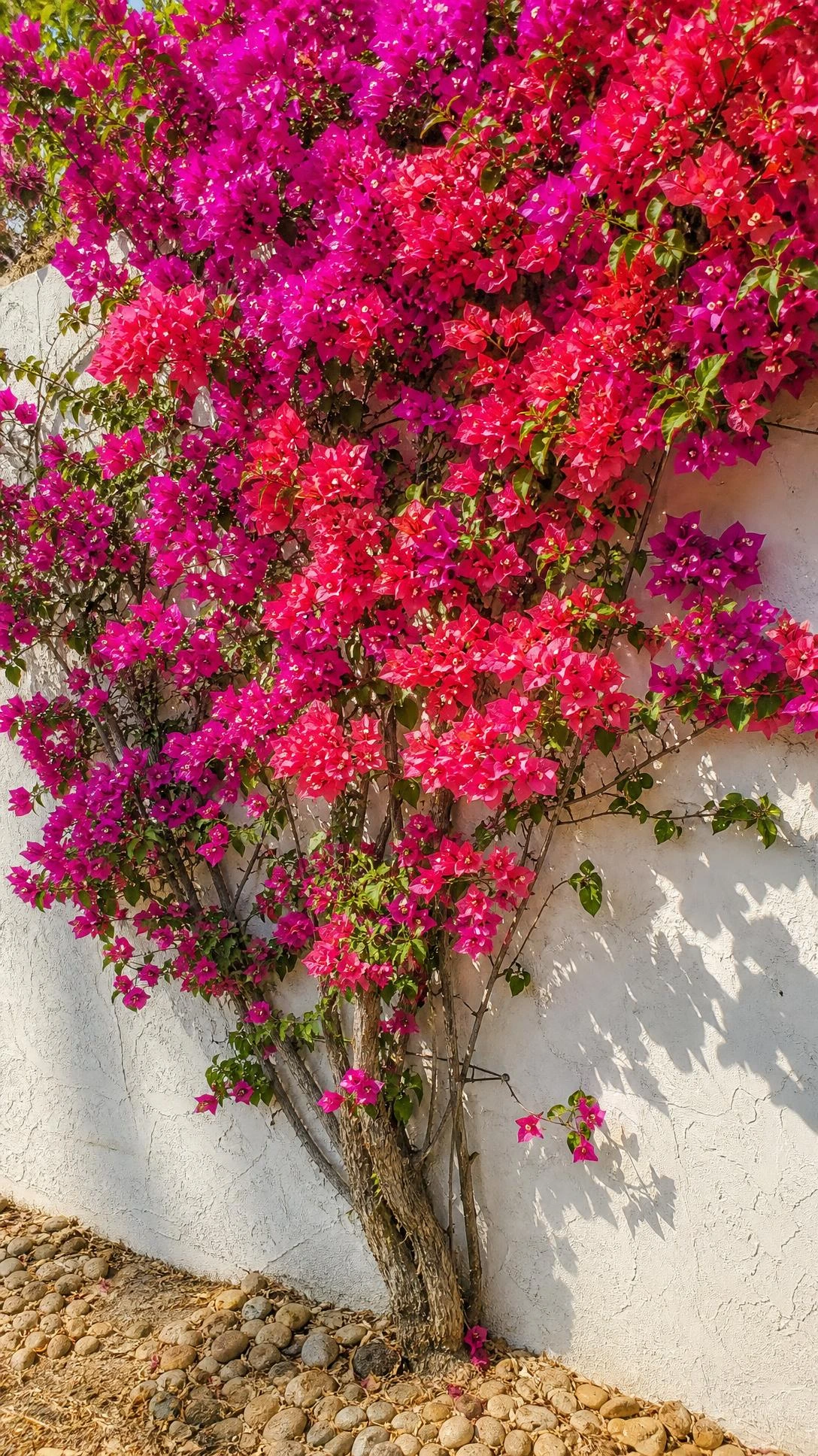 Magenta and coral bougainvillea cascading down a weathered white stucco wall in a Florida backyard, showcasing drought-proof color for low-water landscaping