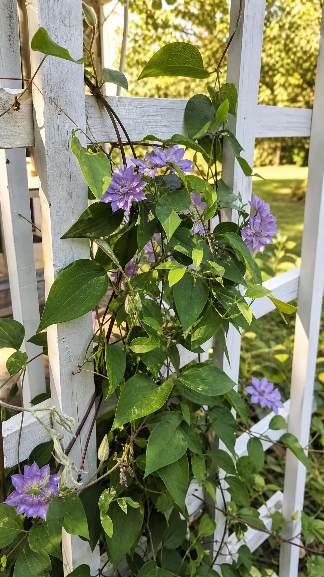 Climbing vines with broad leaves and pale purple flowers weave through a white wooden lattice frame, creating a natural patio privacy screen