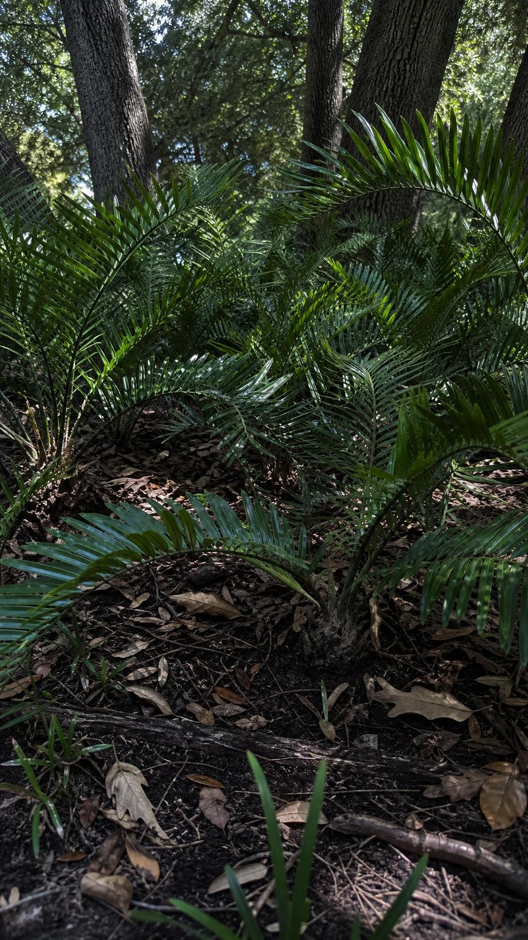 Coontie palms spreading in dense layered rosettes across a deeply shaded Florida garden floor, viewed from ground level with glossy fronds arching overhead