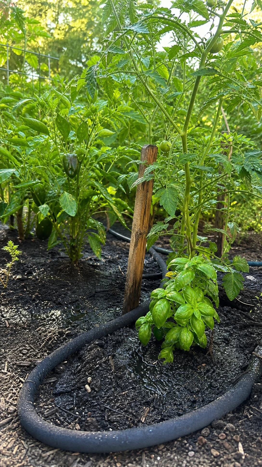 Soaker hose delivering slow deep water directly to tomato, basil, and pepper plant roots in dark rich garden soil during morning light