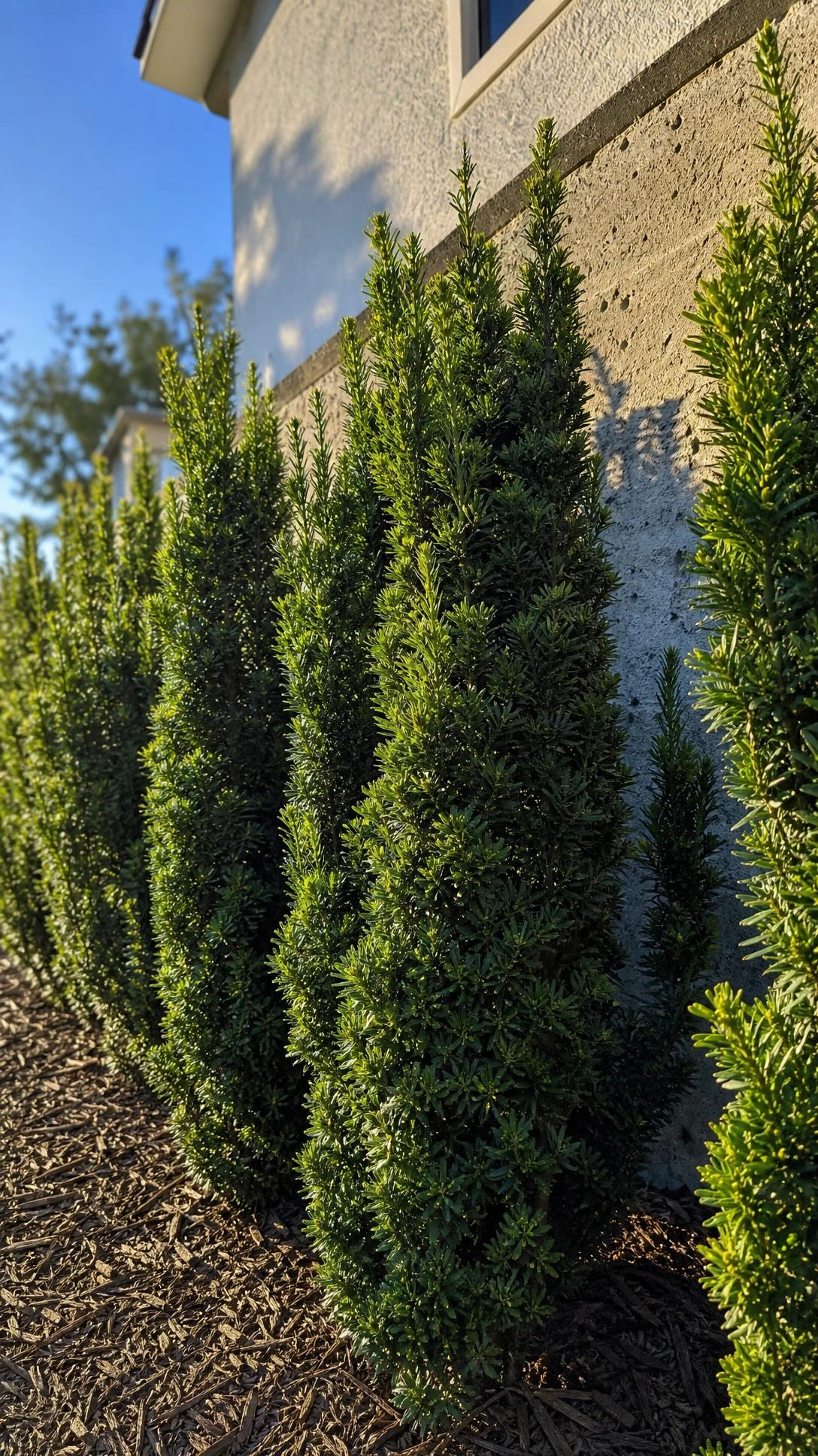 Dense columnar evergreen shrubs planted against a pale concrete foundation wall, their dark emerald foliage catching warm afternoon sunlight in a Florida landscape