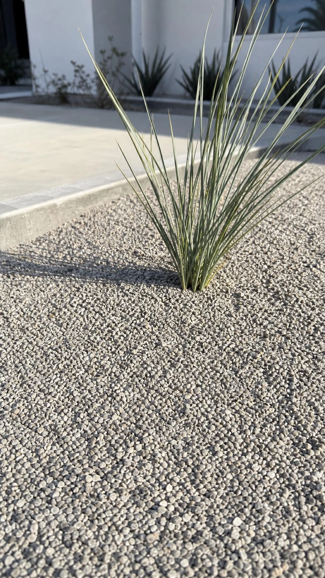 Pale silver-gray decomposed granite filling a minimal front yard garden bed, its fine crushed stone texture catching soft afternoon light around a single clump of blue-green ornamental grass