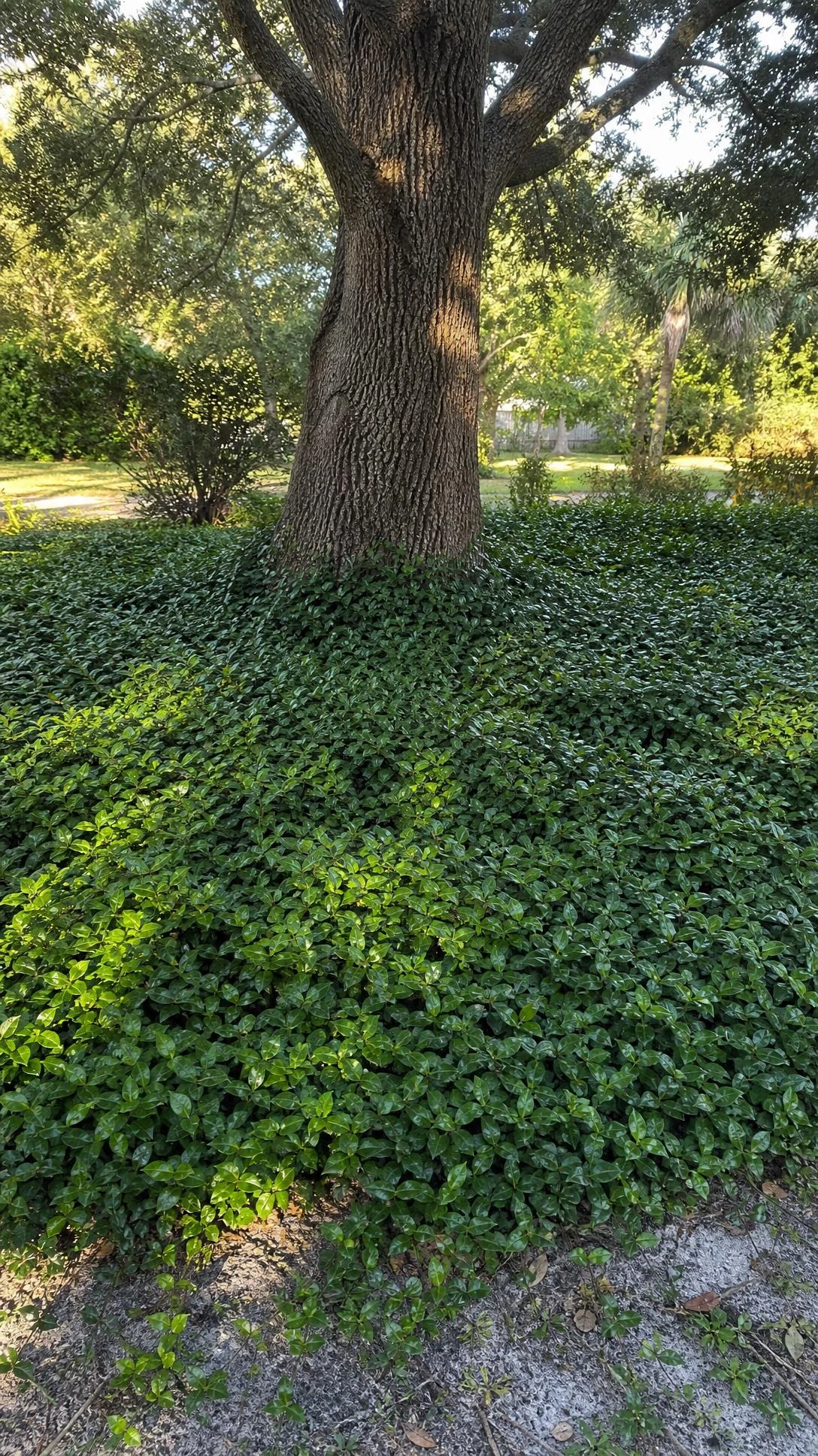 Mature live oak's gnarled trunk rising from a dense Asiatic jasmine ground cover carpet, showing a low-maintenance Florida landscaping solution for shaded areas