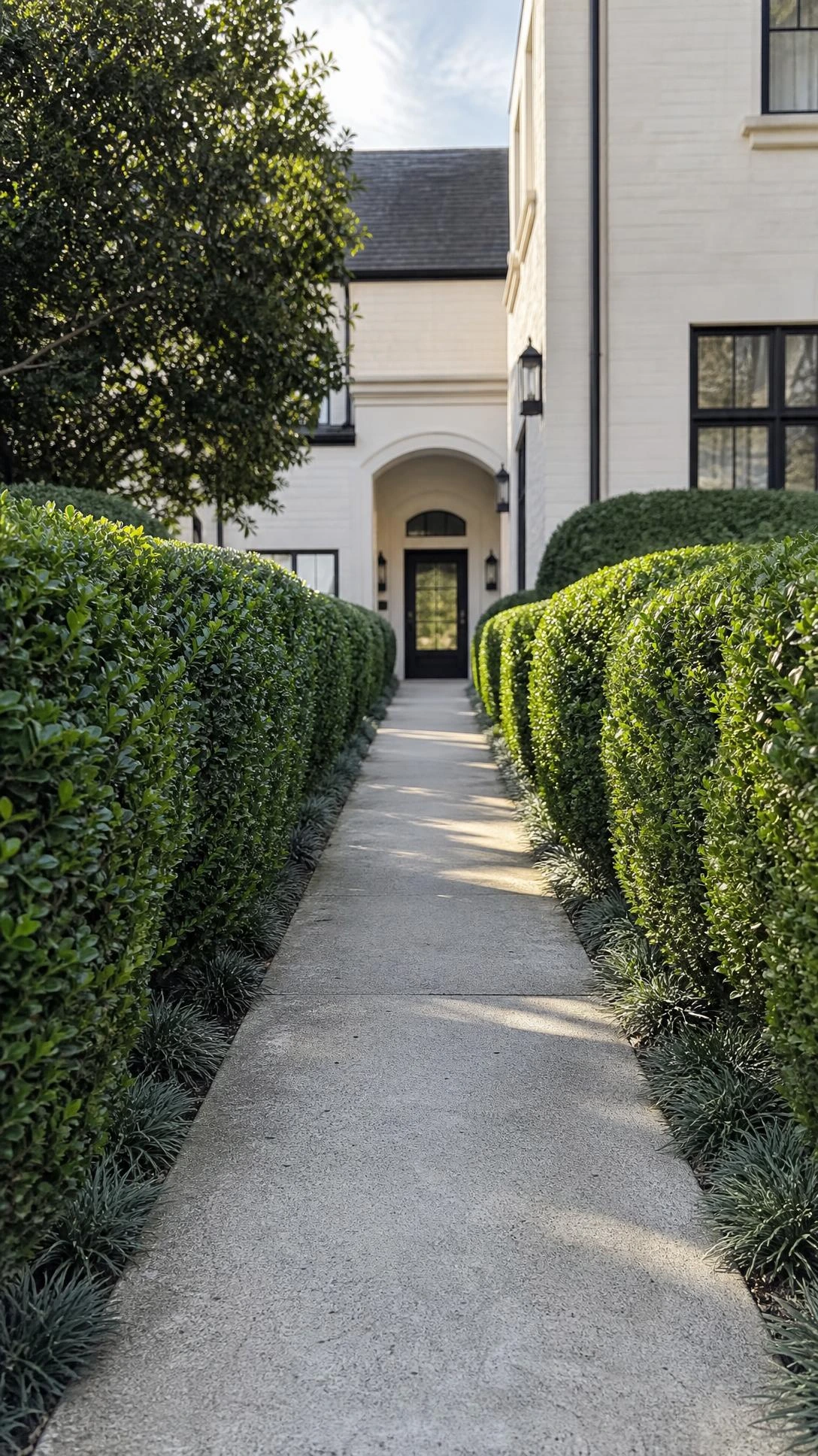 Low-angle view along a front path flanked by symmetrical dwarf boxwood hedges trimmed to knee height, creating a polished living corridor effect