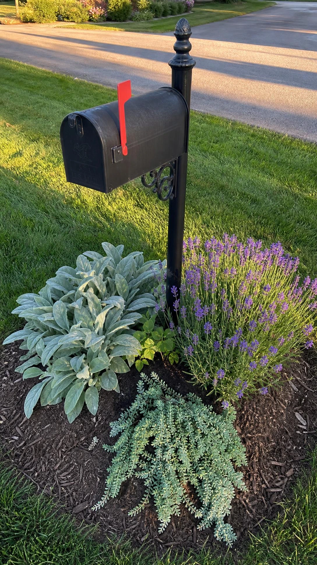 Classic black metal mailbox post surrounded by lamb's ear and purple lavender in a lush low-maintenance mailbox planter garden bed