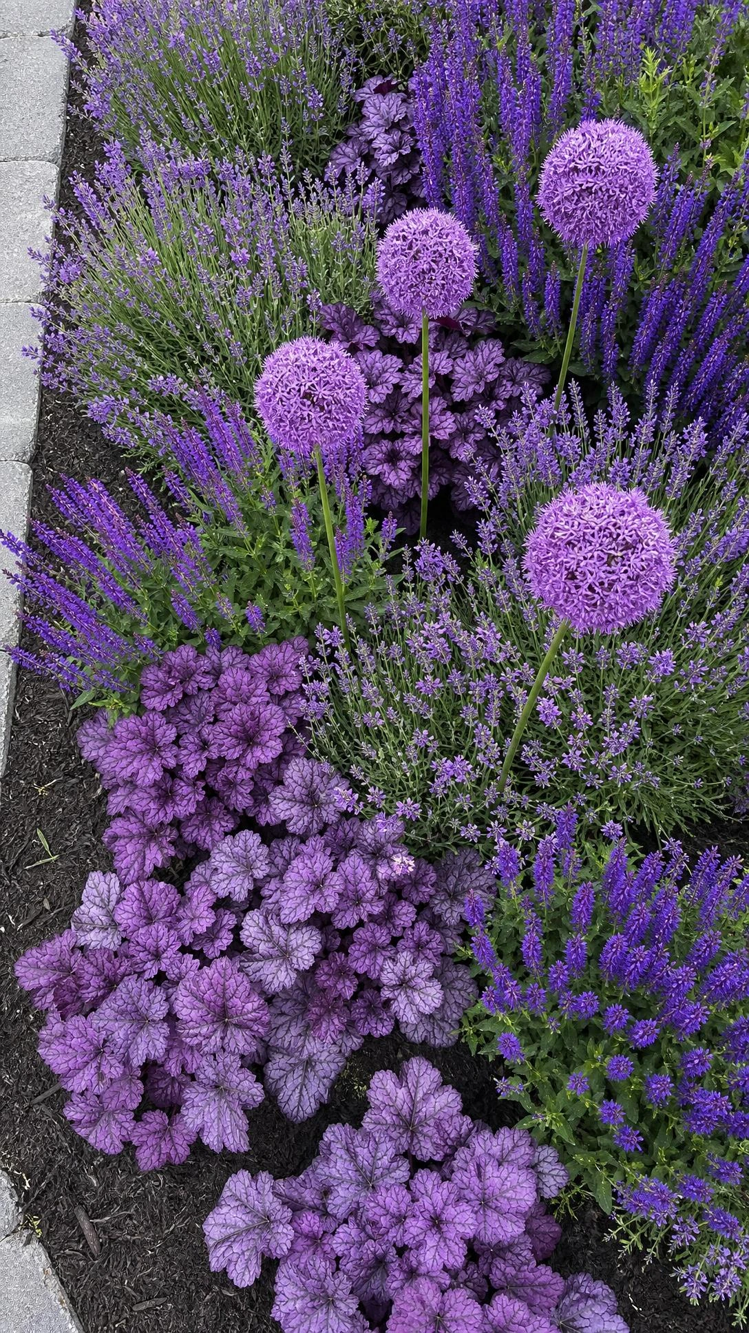 Top-down view of a front yard garden bed planted entirely in a monochromatic lavender and soft purple color scheme, showing how tonal planting creates effortless curb appeal