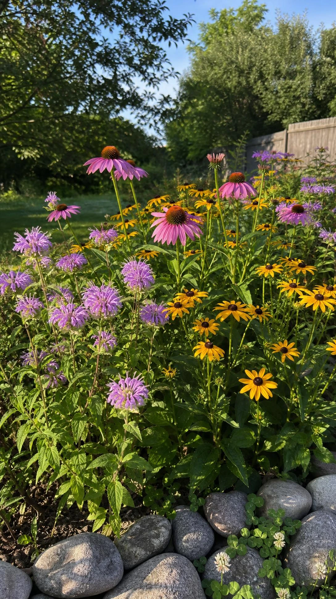 Native wildflowers including purple coneflowers, black-eyed Susans, and bee balm thriving in a sunny residential garden bed with minimal upkeep