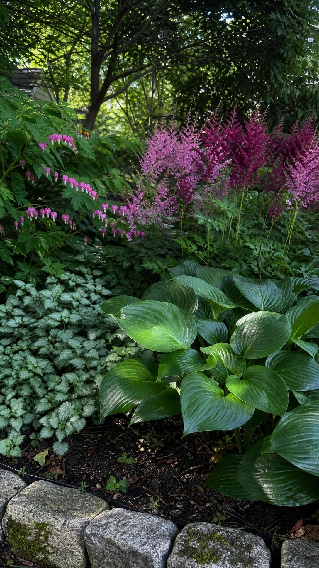 Layered shade garden corner with ferns, hostas, and leafy perennials thriving under dense tree canopy in dappled natural light