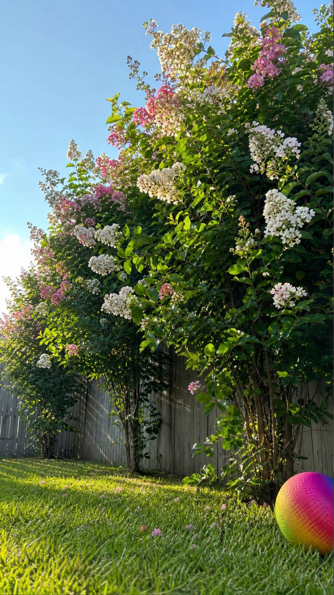 Dense flowering shrubs planted along a backyard fence line, creating a natural privacy border with white and pink blooms kids can safely explore