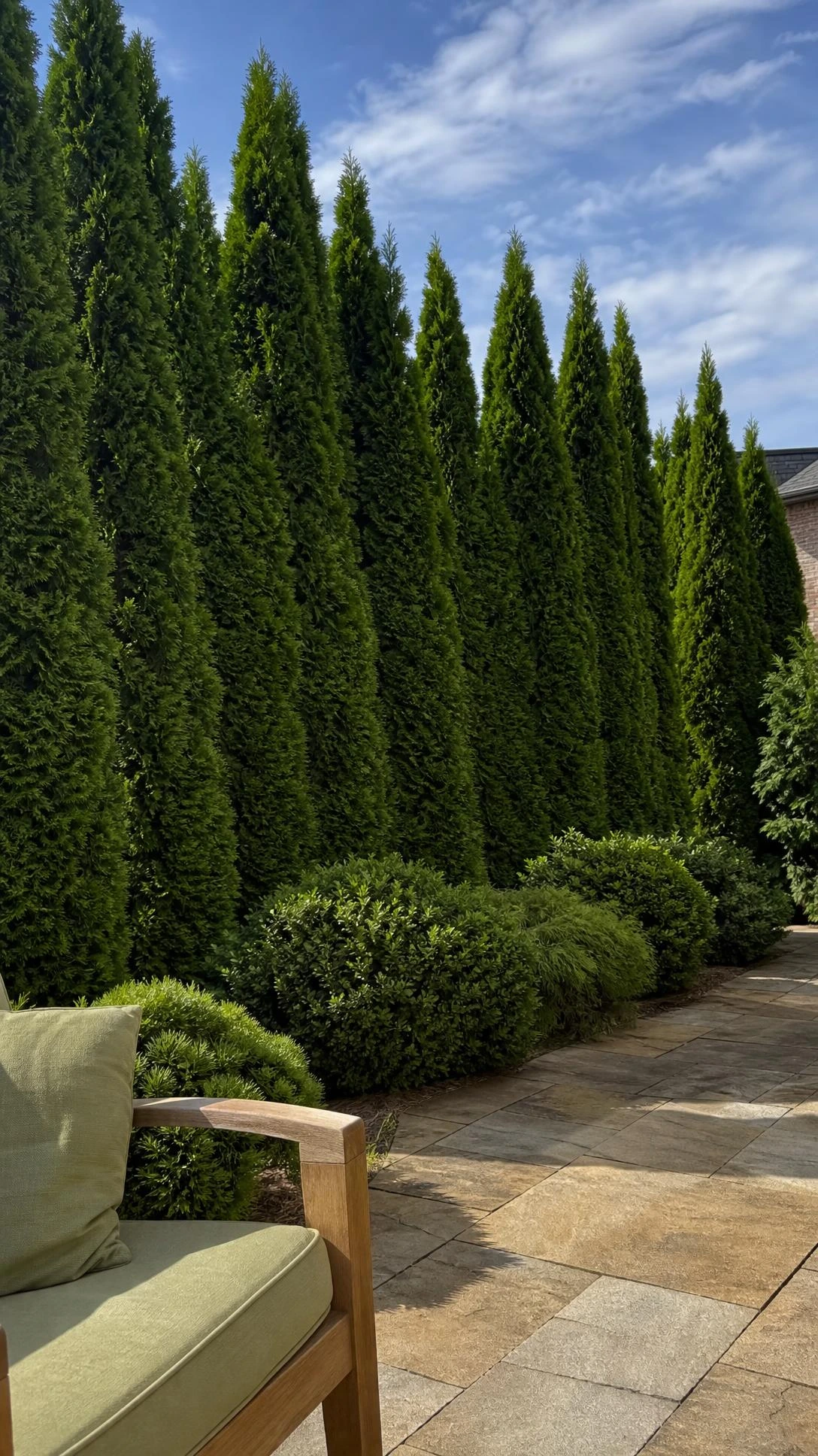 Tall emerald arborvitae lining a sunny backyard patio edge, creating a dense living privacy wall that blocks neighbors without fencing