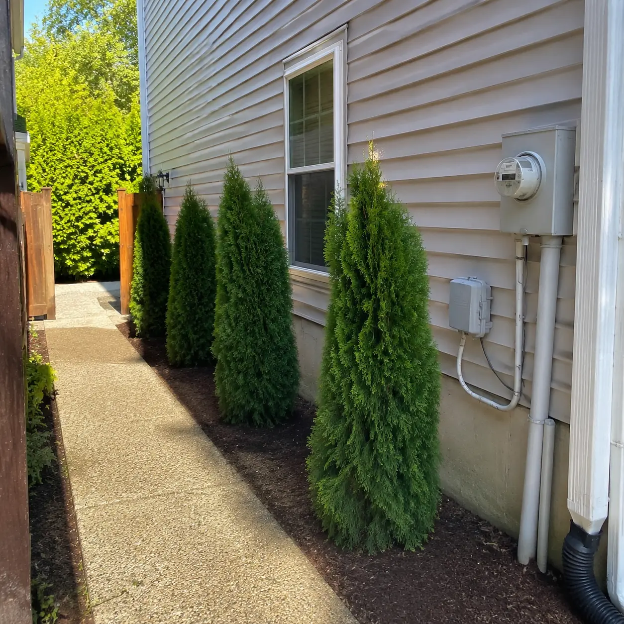 Slim evergreen privacy screen along a narrow side walkway